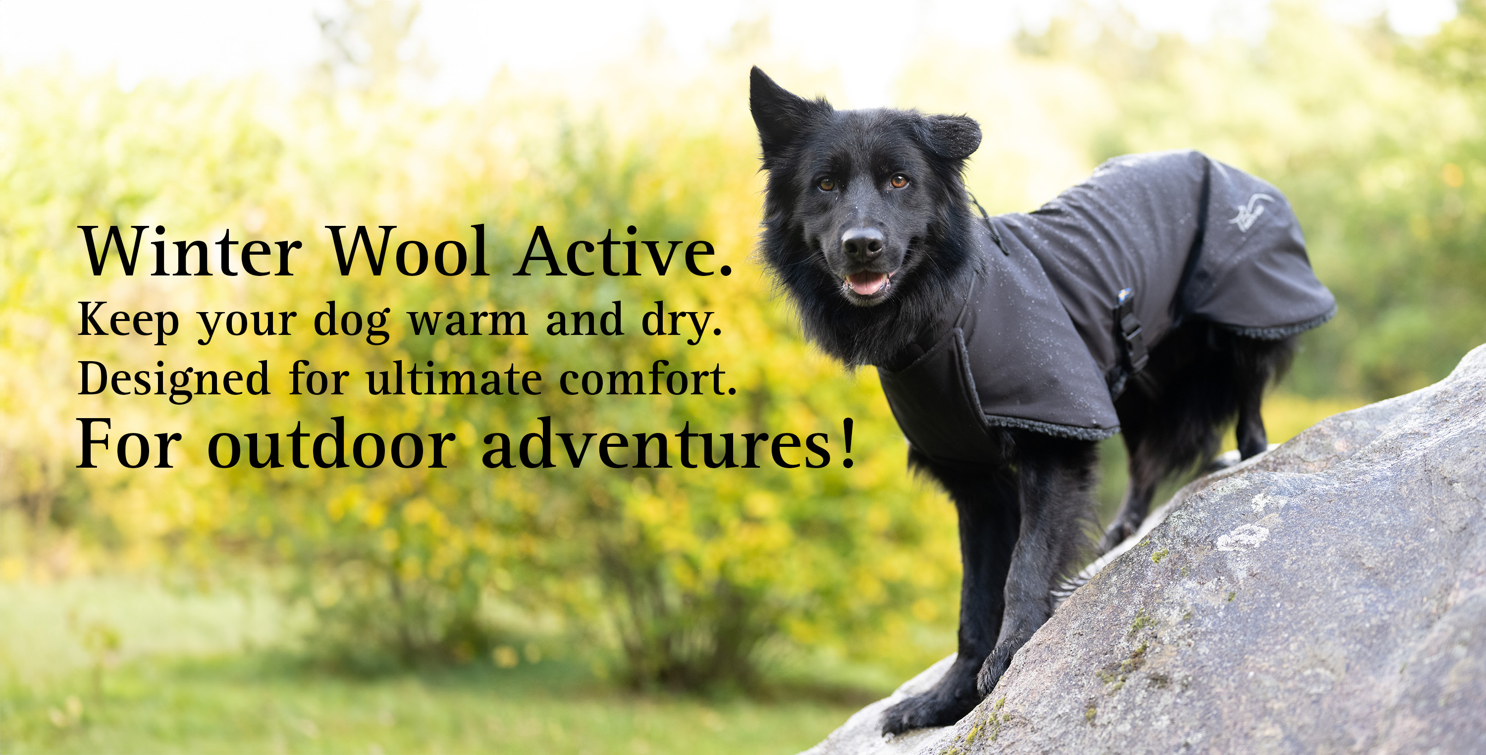 dog jacket winter
